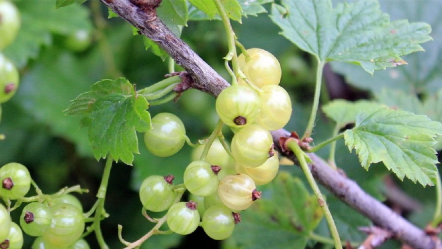 Красная смородина репис