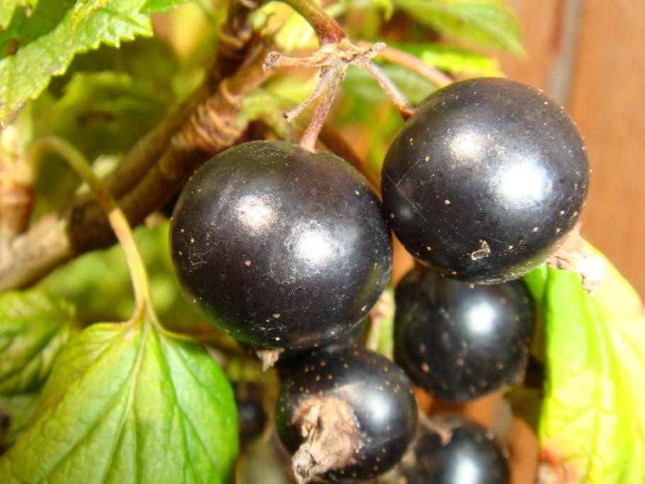 Смородина Моховка