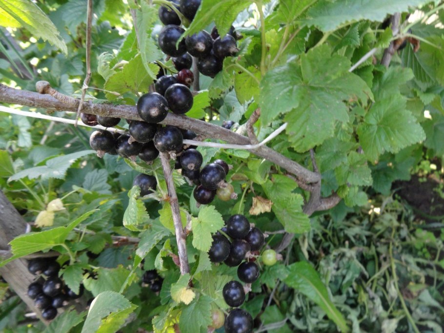 Смородина черная ribes nigrum дымка