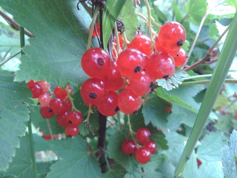 Смородина диковинка