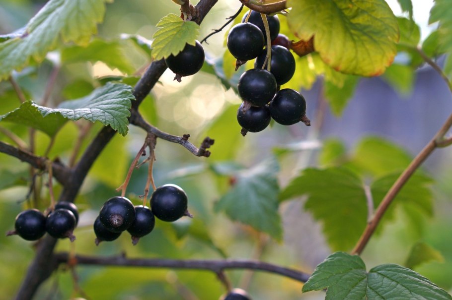 Смородина Озёрная