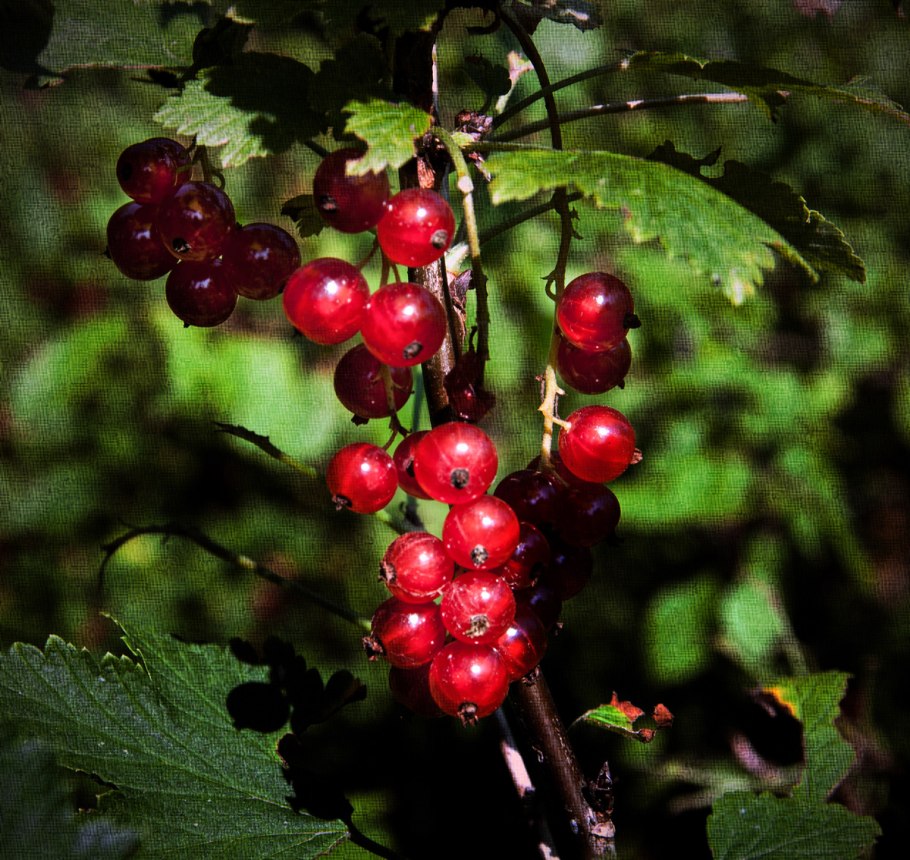 Смородина чёрная листья