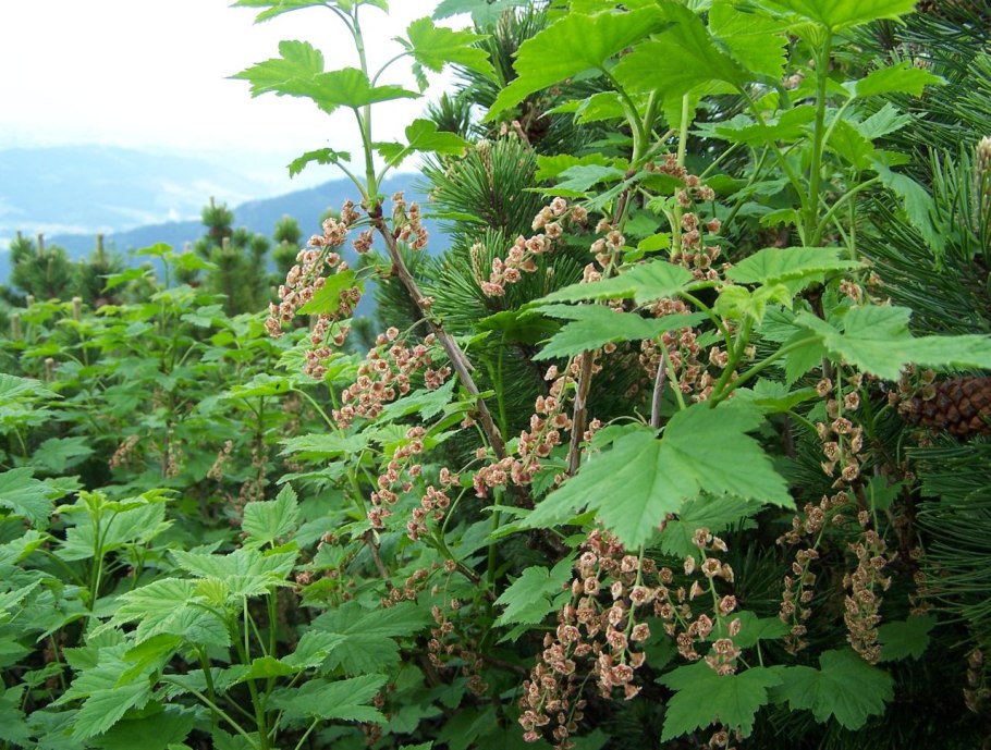 Смородина чёрная Изюмная