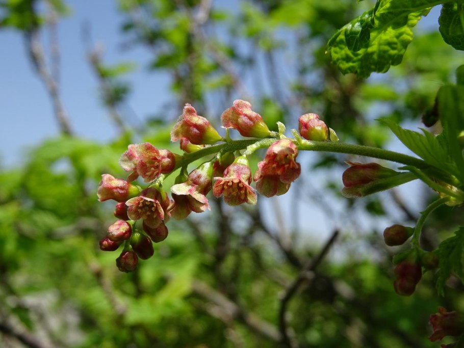 Смородина золотистая (ribes odoratum