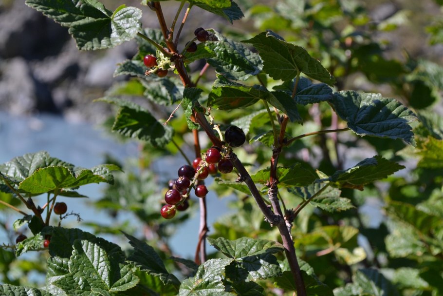 Cassis смородина