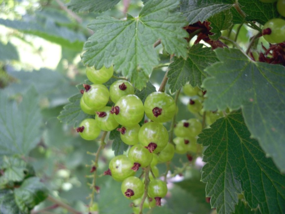 Смородина Скальная