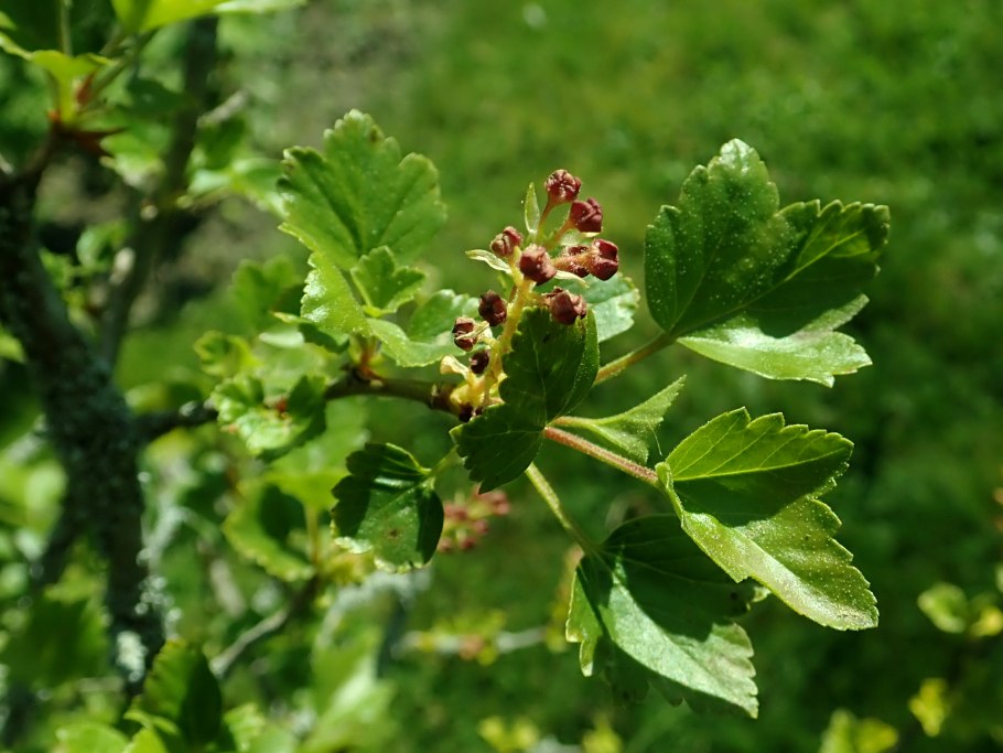 Смородина Лесная дикорастущая