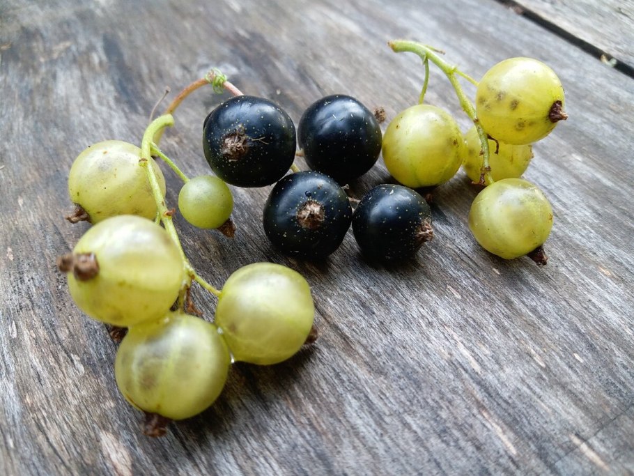 Смородина Скальная фото