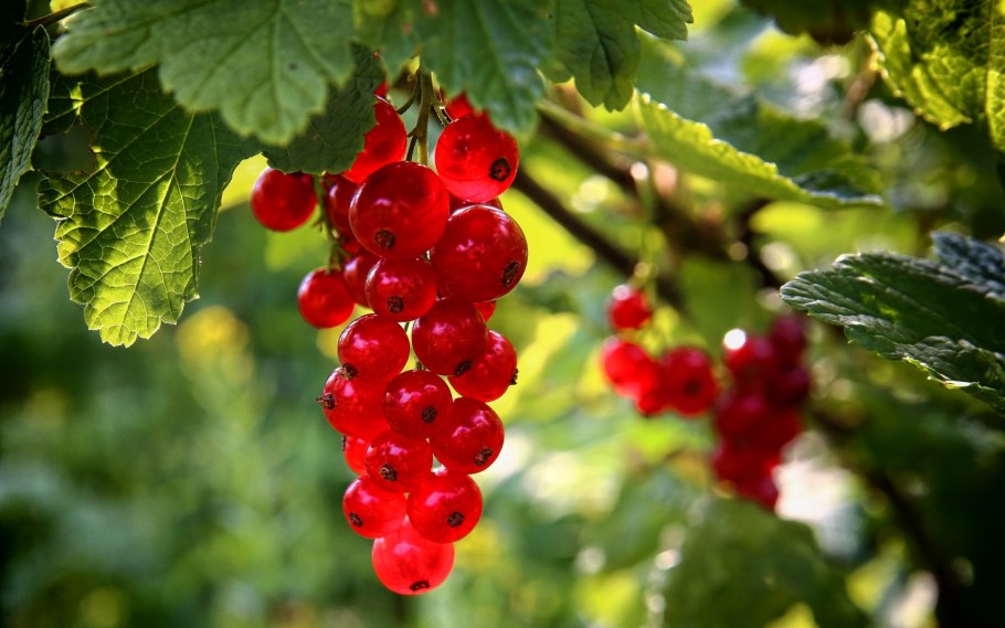 Смородина Скалистая