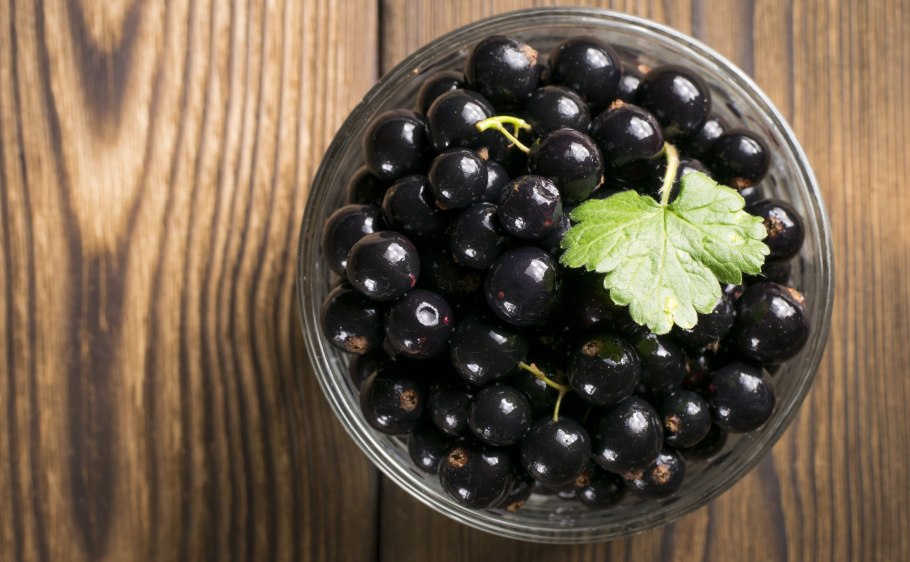 Ribes niveum куст