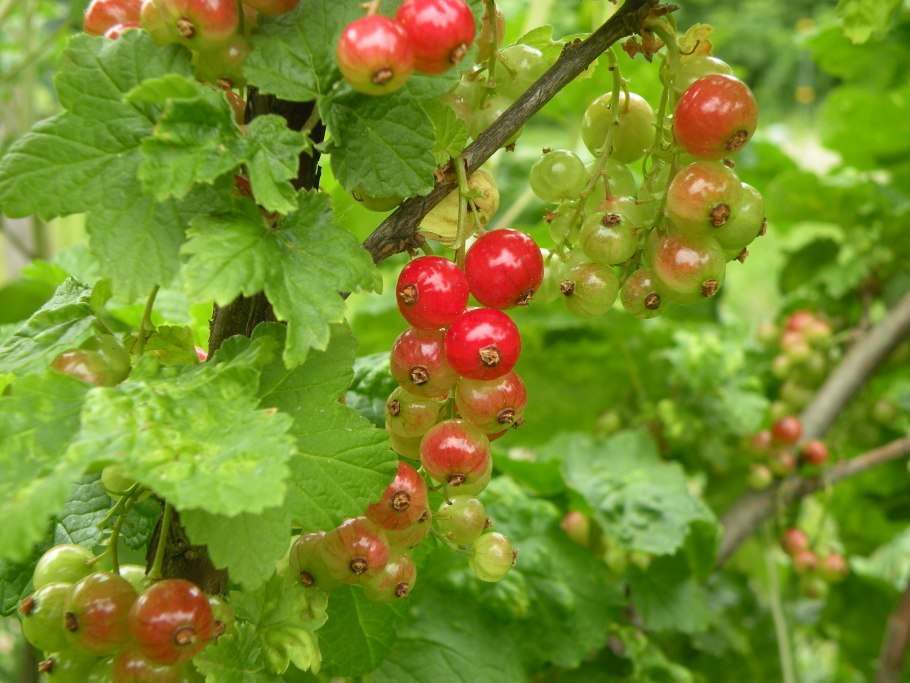 Смородина Ариадна