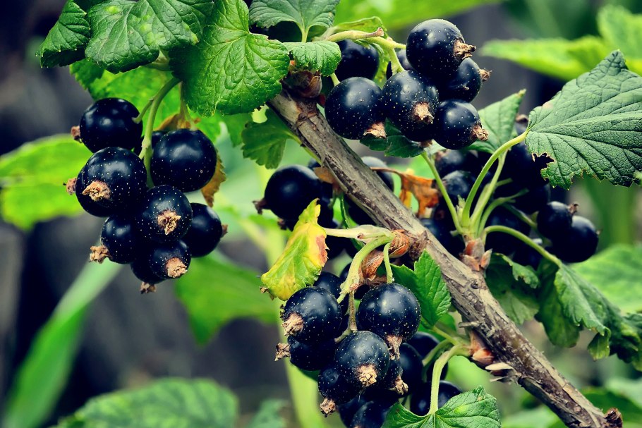 Смородина - ribes nigrum. Titania