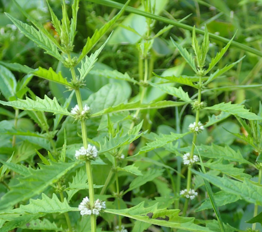 Зюзник Европейский (Lycopus europaeus)