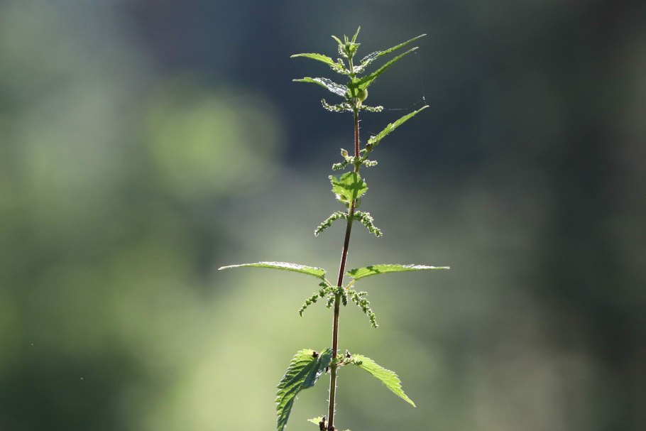 Зюзник одноцветковый