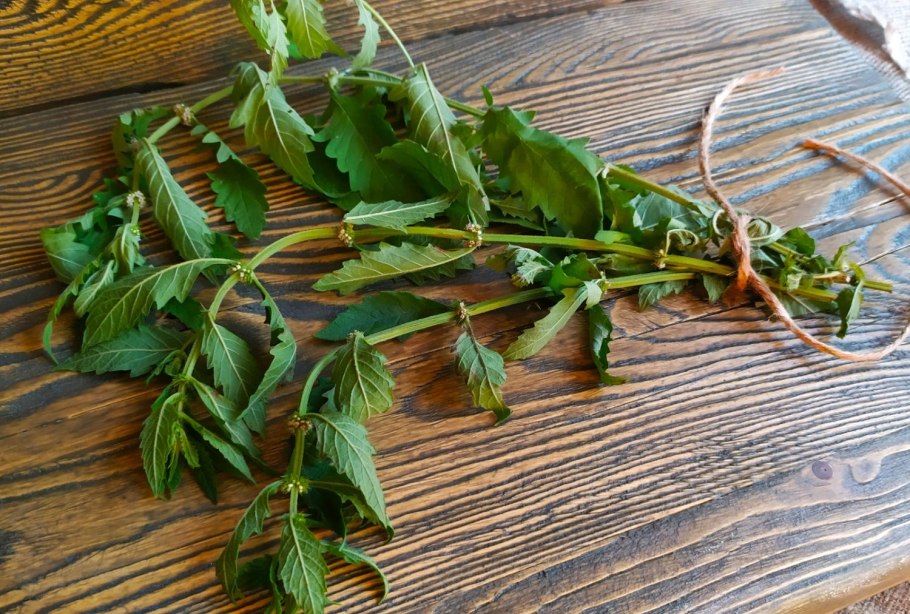 Зюзник Европейский трава