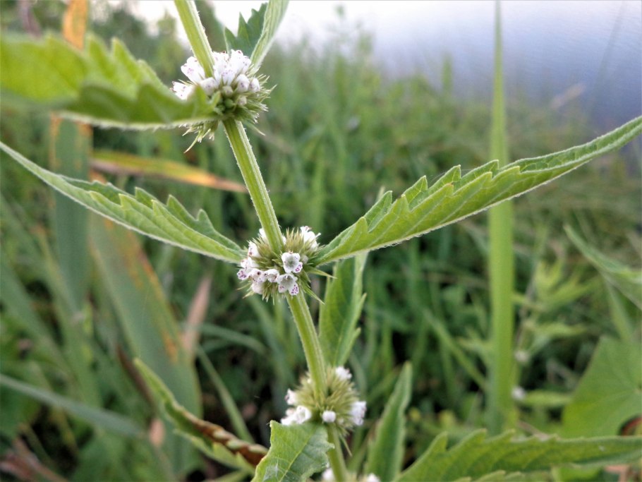 Зюзник Европейский корни