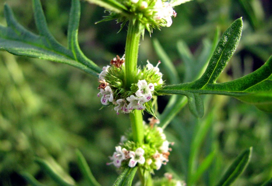 Хорст травы зюзник