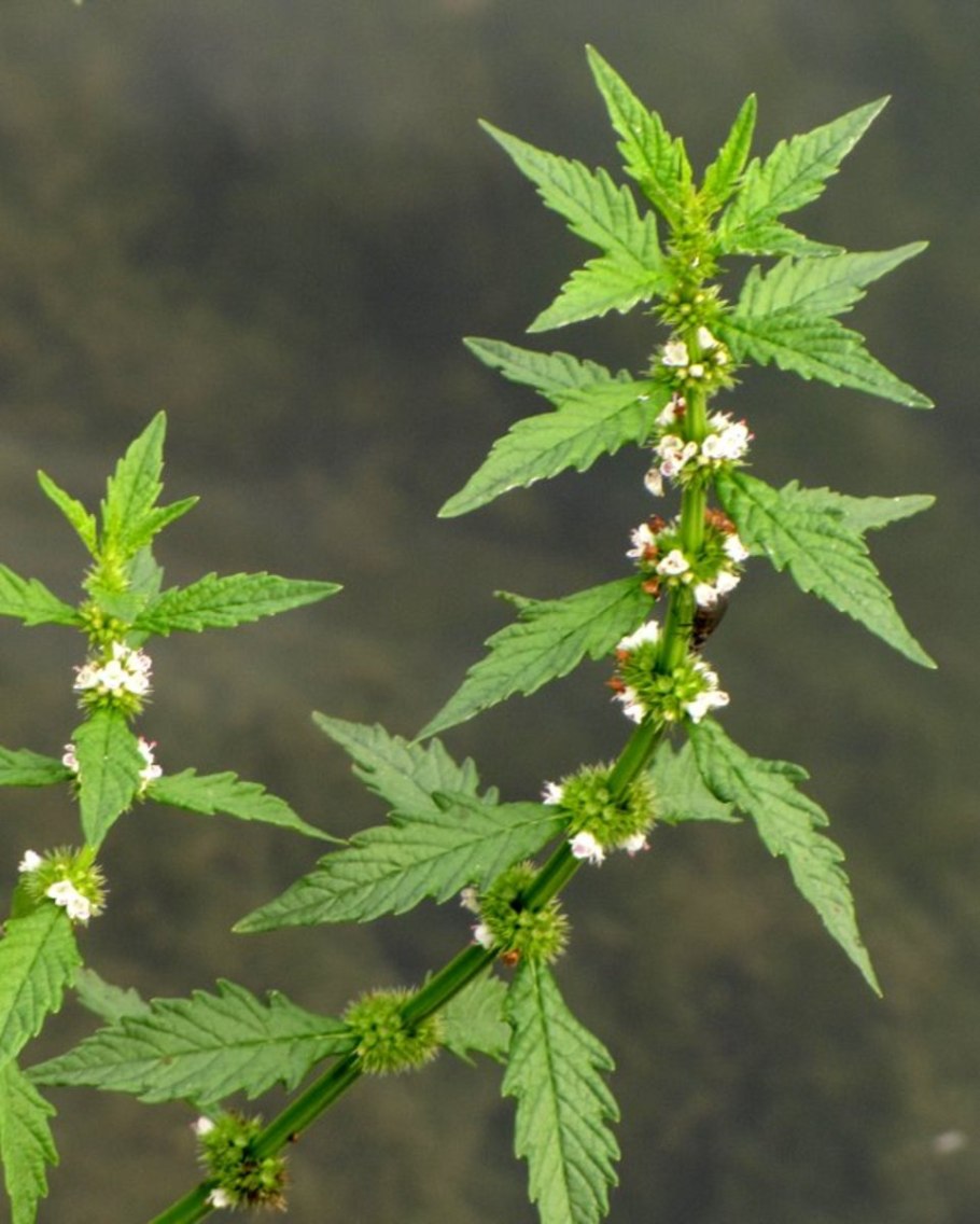 Зюзник высокий