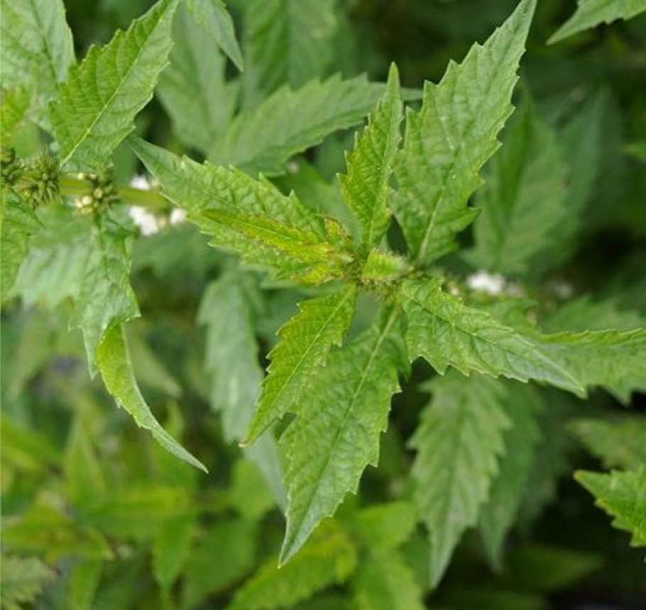 Плод зюзник Европейский