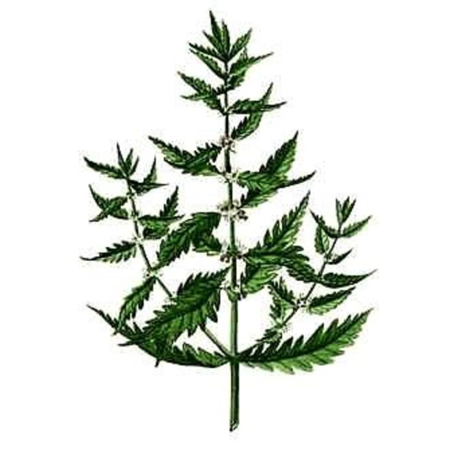 Зюзник американский