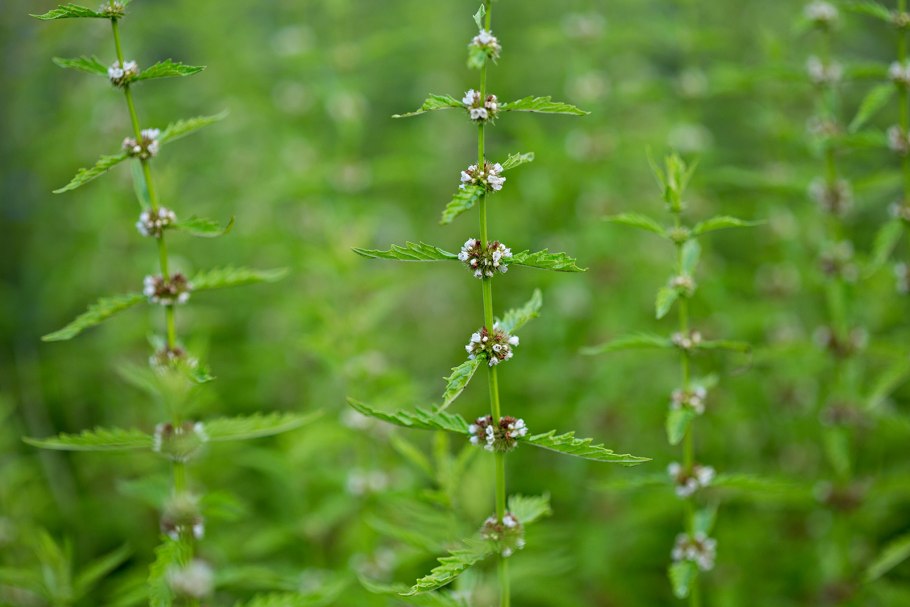 Зюзник Европейский (Lycopus europaeus)