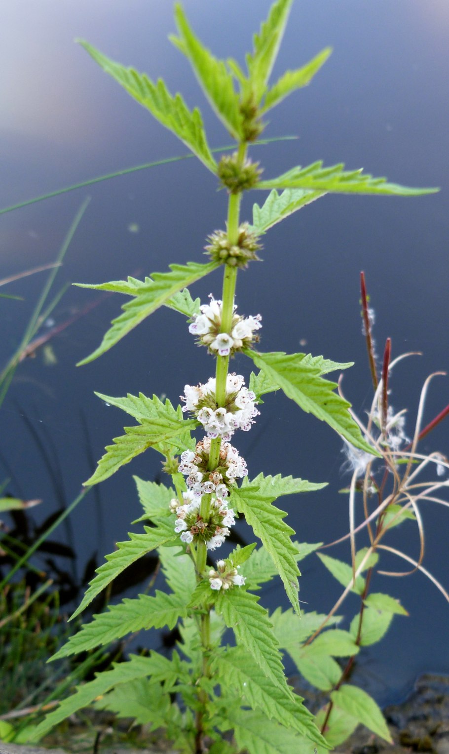 Зюзник одноцветковый