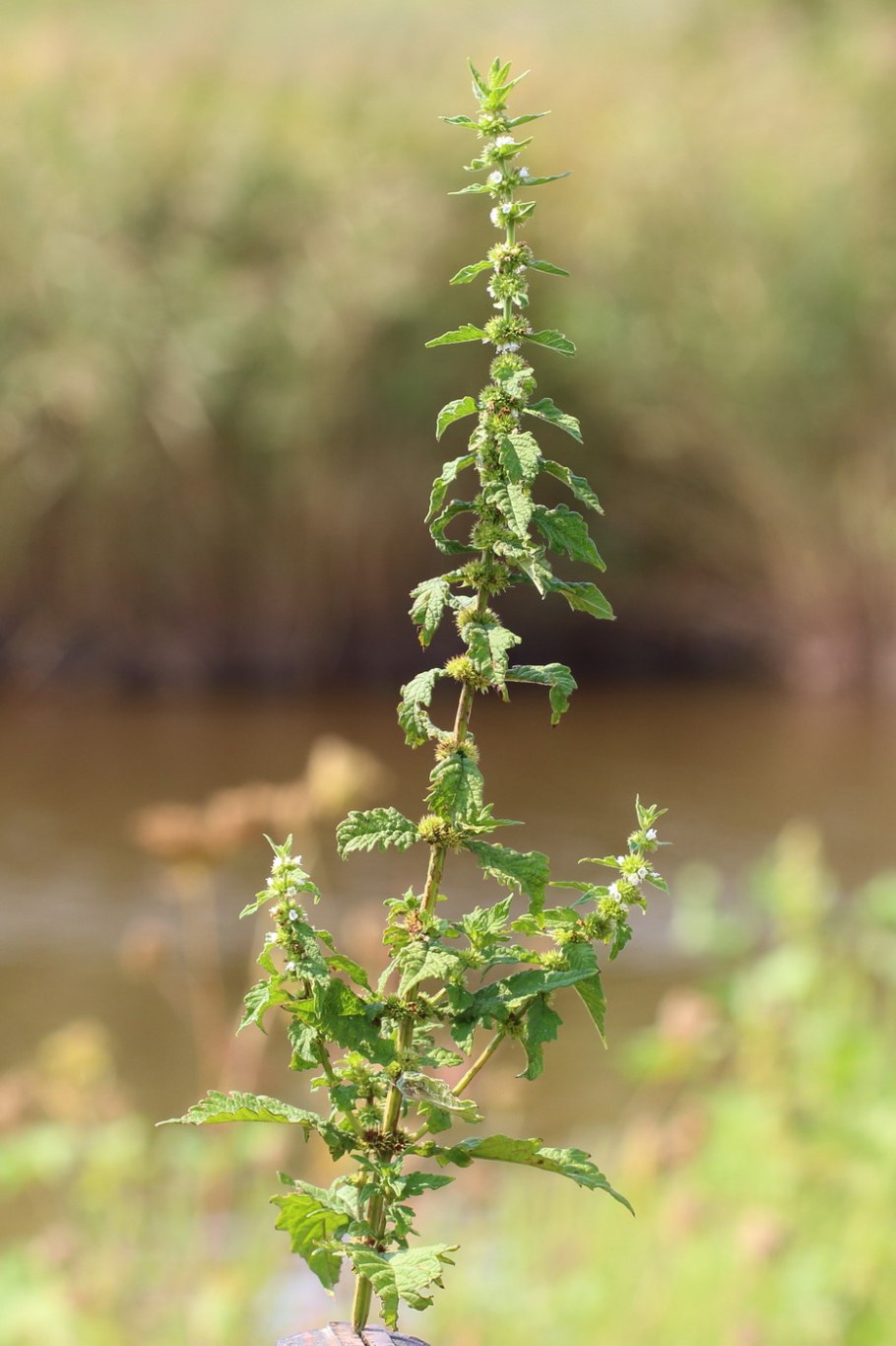 Зюзник виргинский гербарий