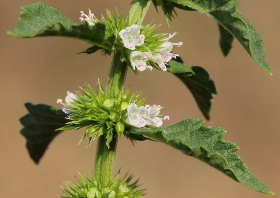 Зюзник виргинский