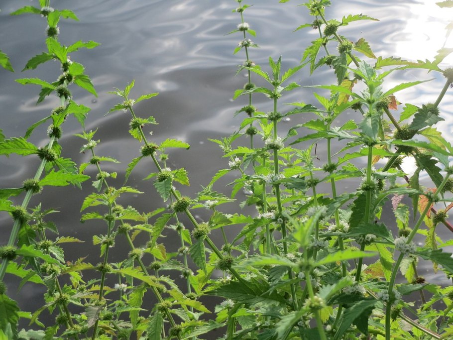 Зюзник фото крупным планом