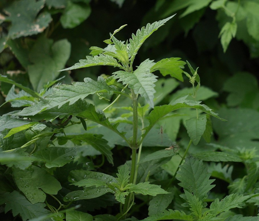 Зюзник Европейский (Lycopus europaeus l.)