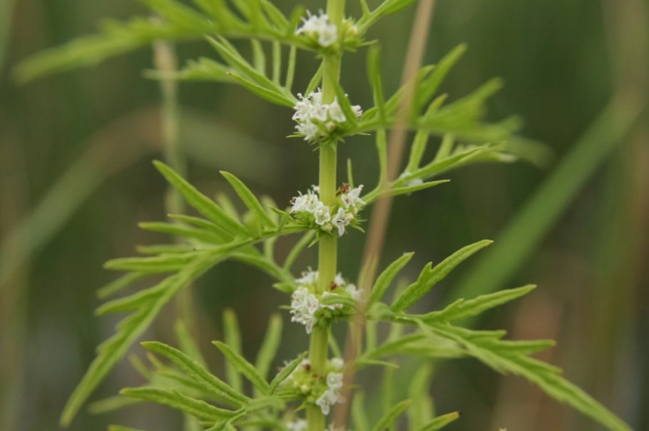 Зюзник Европейский (Lycopus europaeus)