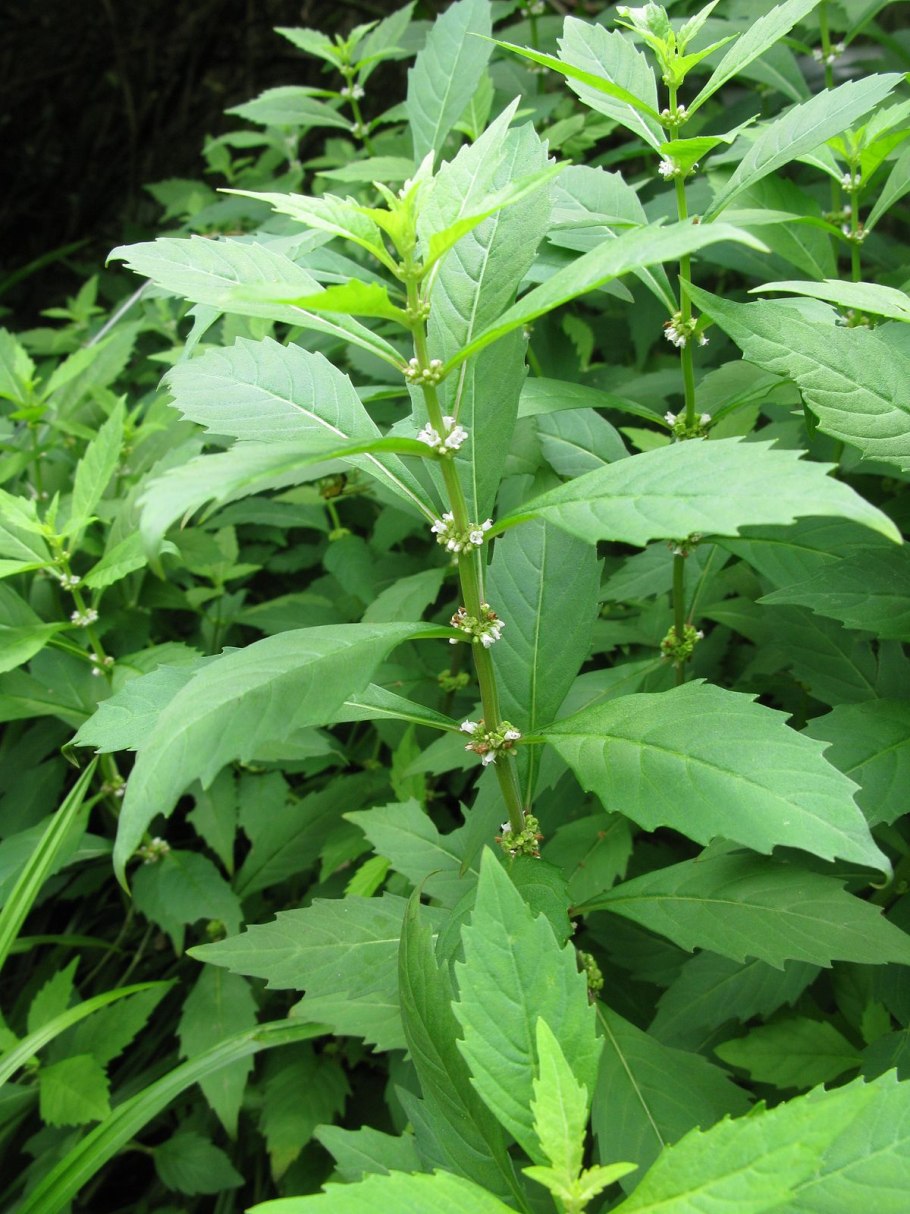 Зюзник виргинский