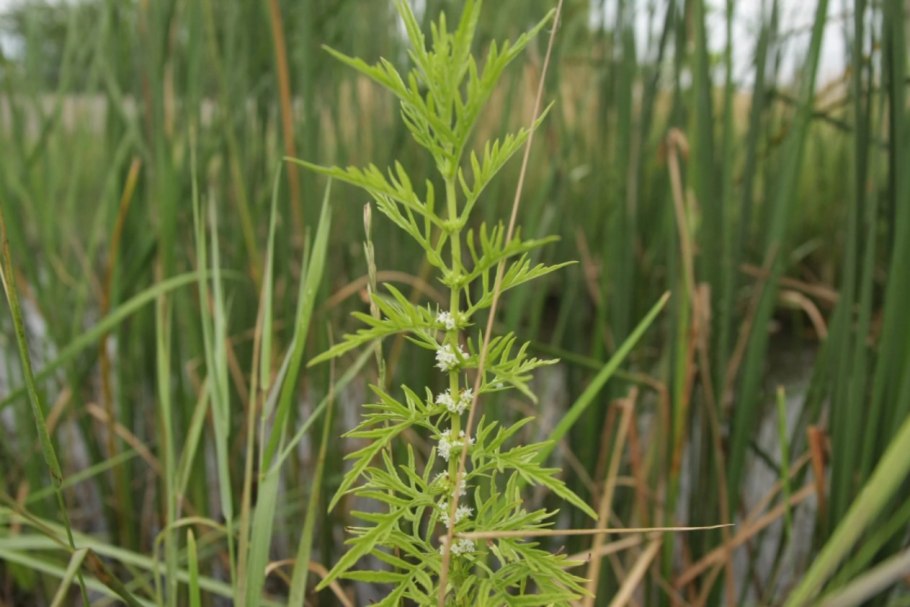 Зюзник одноцветковый