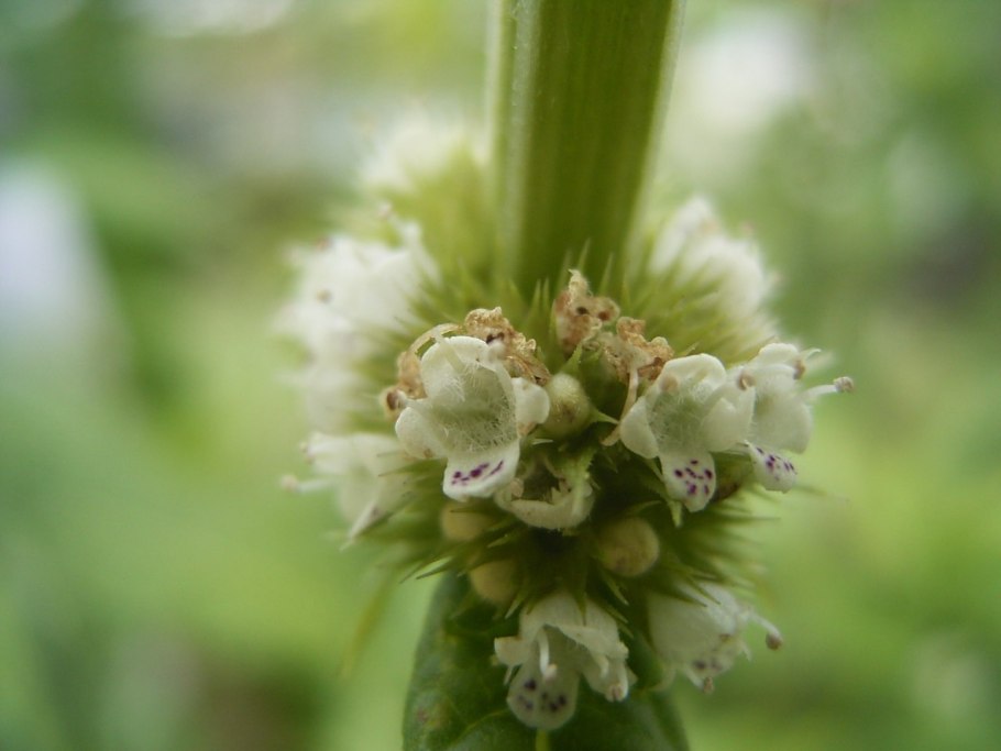 Зюзник одноцветковый Камчатка