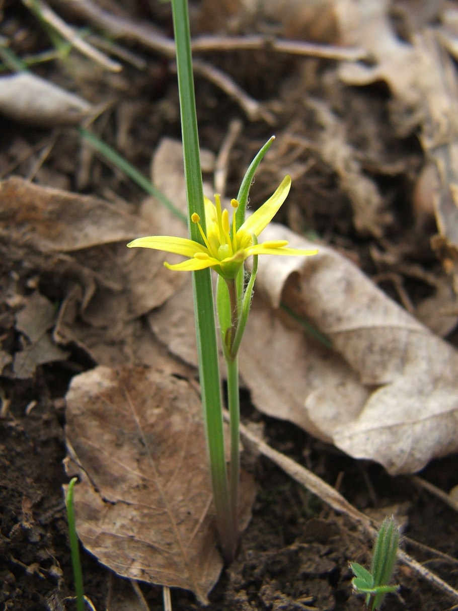 Гусиный лук (Gagea)