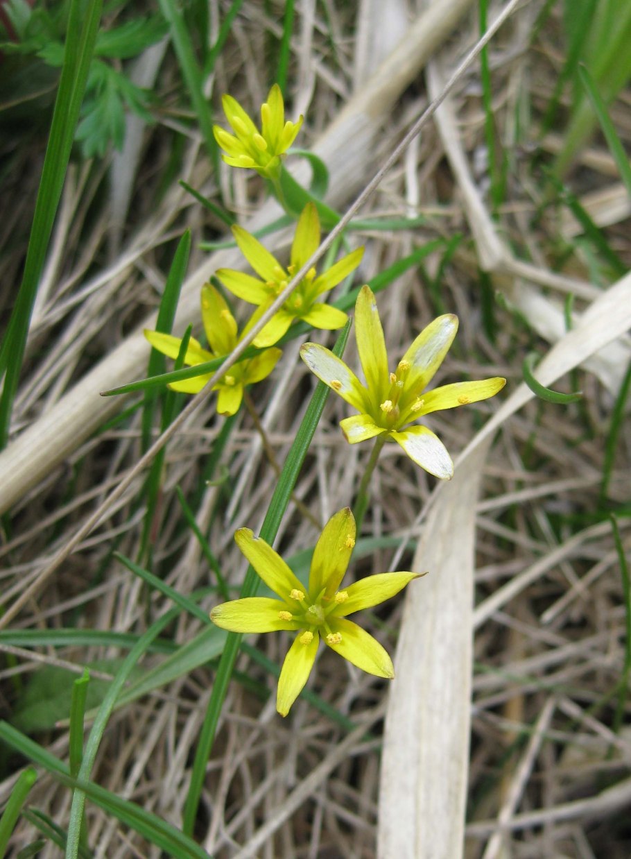 Гусинолук Федченко