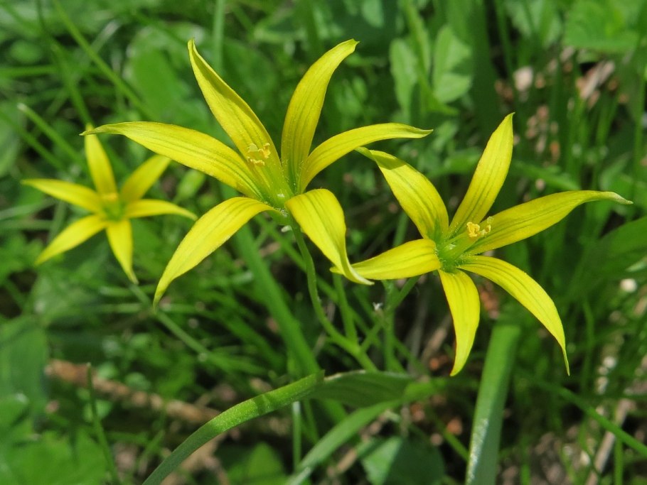 Гусиный лук (Gagea lutea)