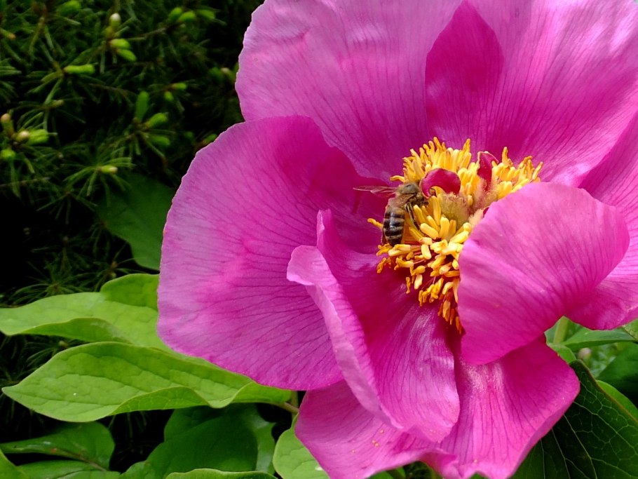 Лесной пион кавказский