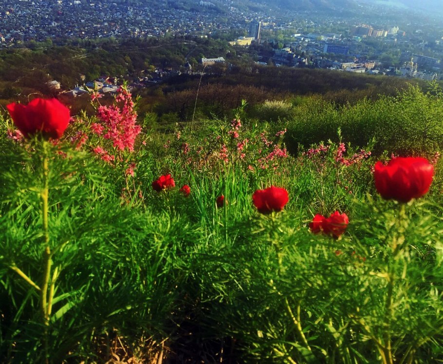 Дикий пион Аленький цветочек
