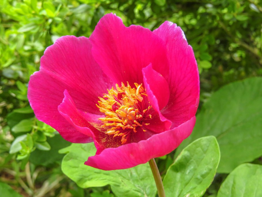 Пион кавахский