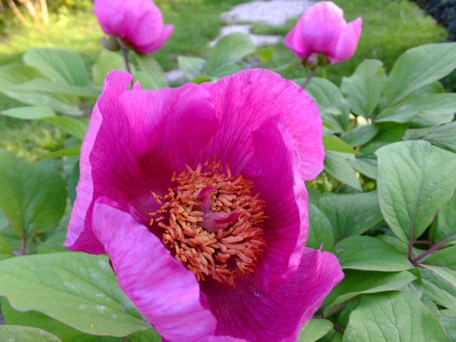 Пион видовой кавказский