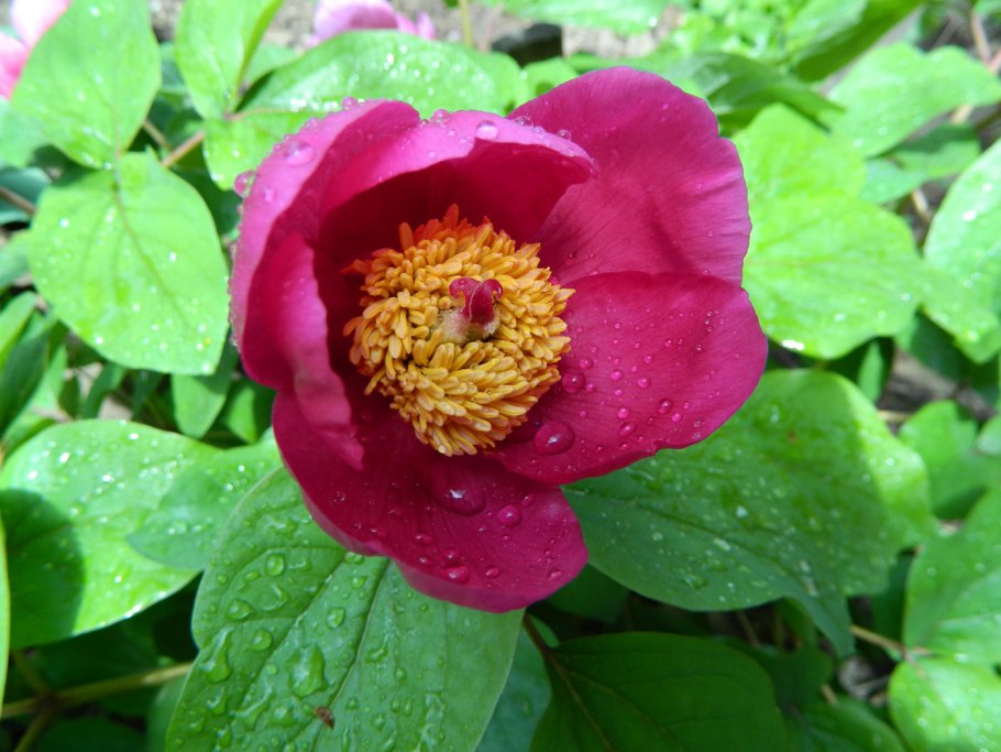 Пион кавказский Paeonia Caucasica