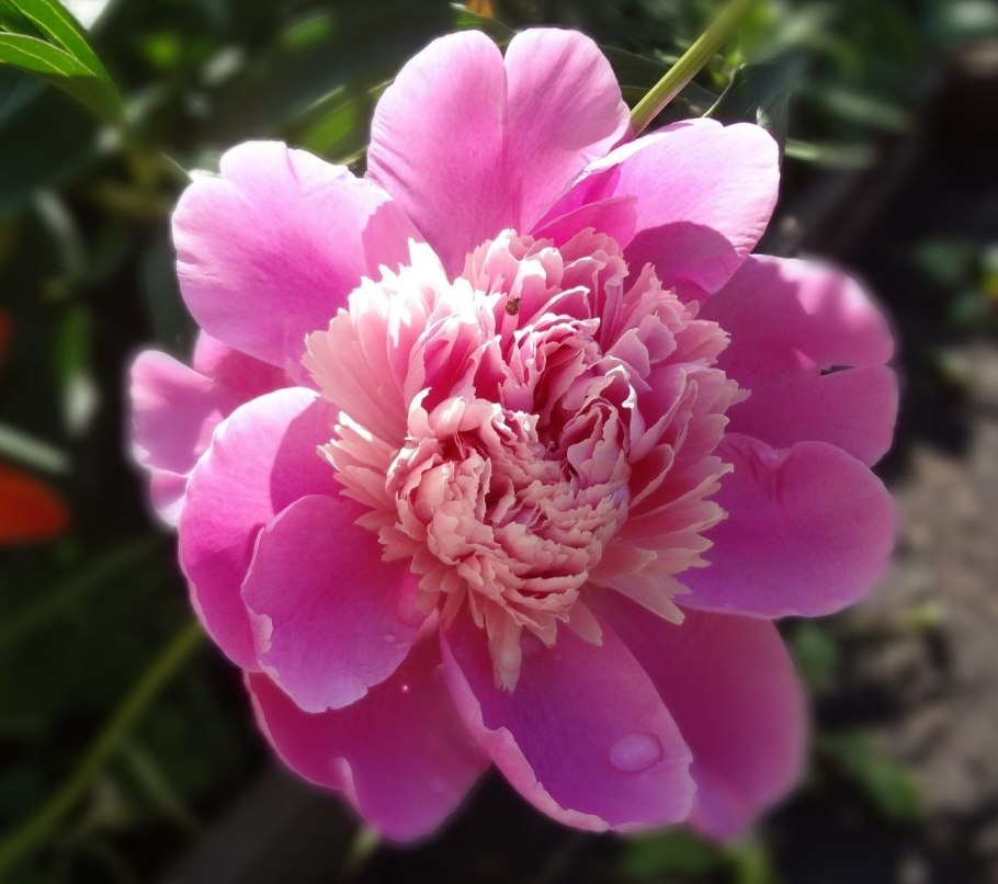 Пион Млокосевича