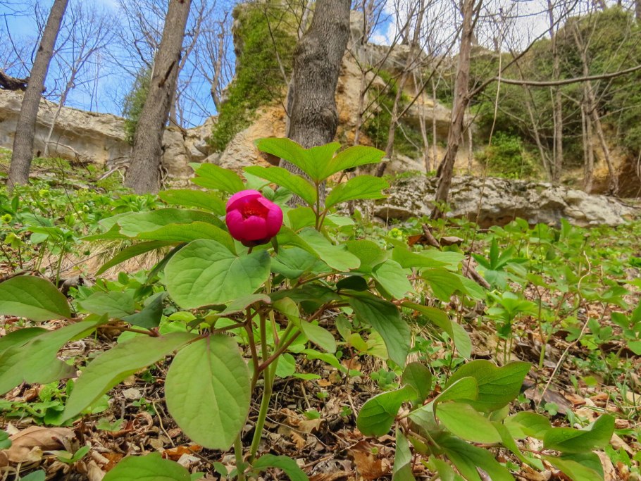 Пион видовой кавказский