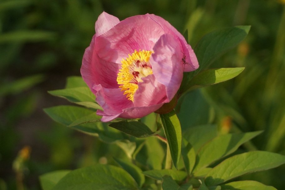 Пион кавказский бутон