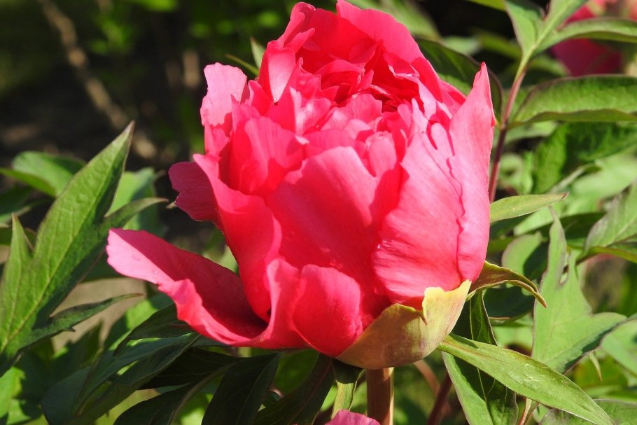 Пион кавказский купить