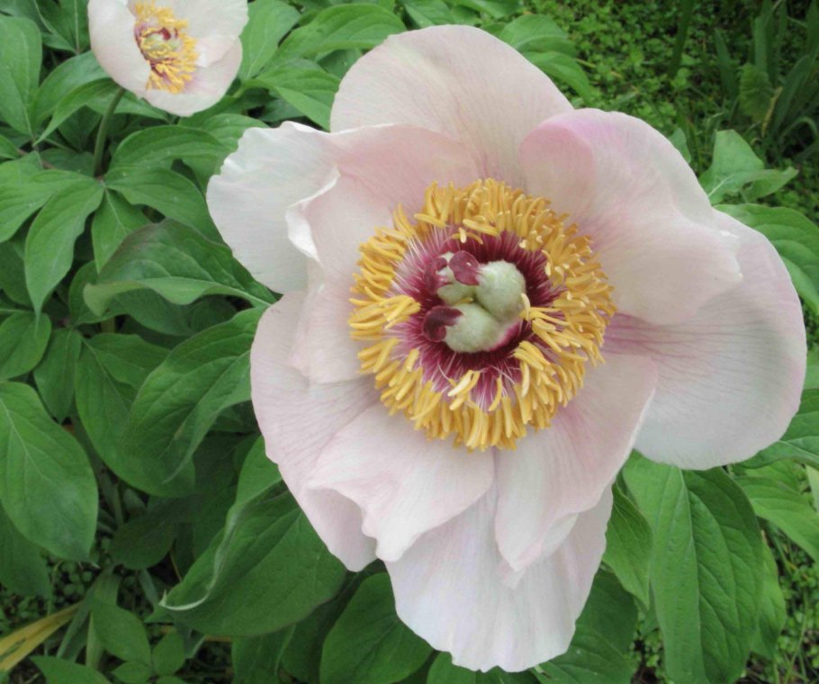 Пион кавахский