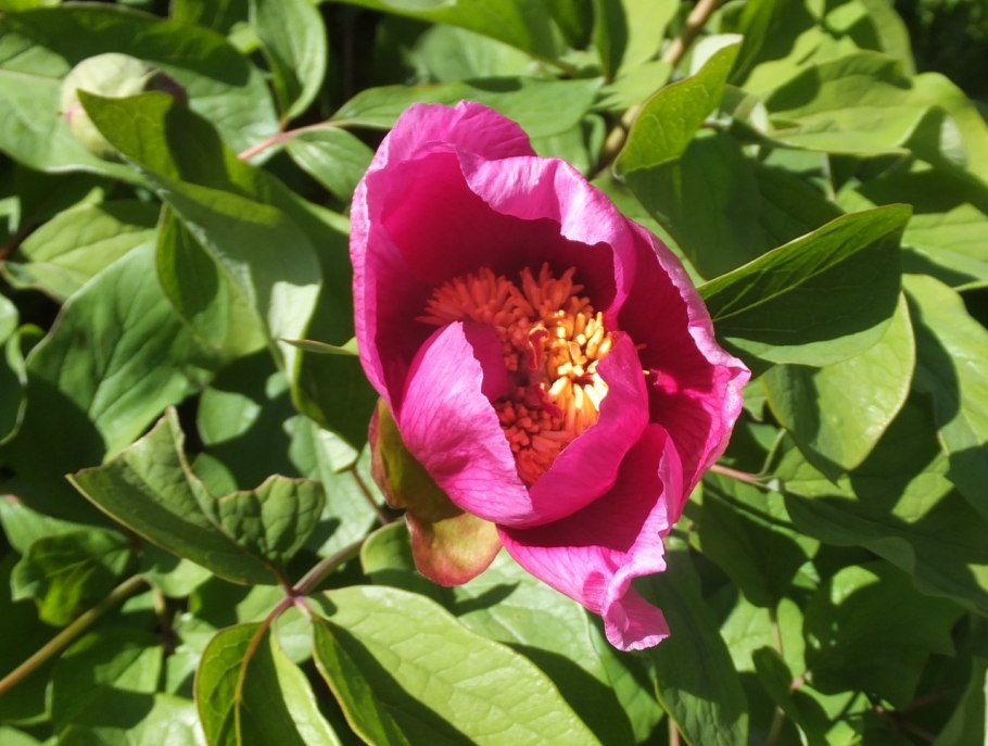 Лесной пион кавказский