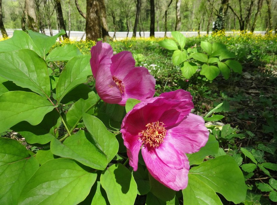 Лесной пион кавказский