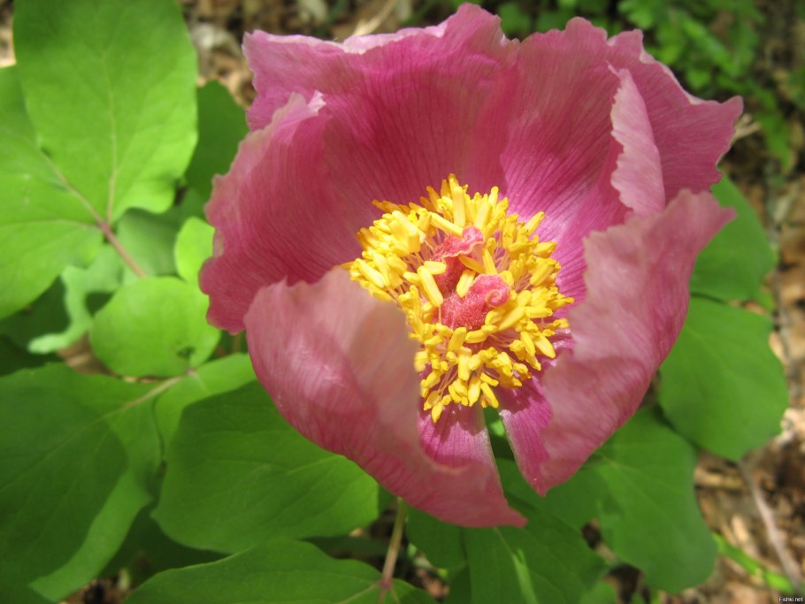 Лесные пионы в Сочи